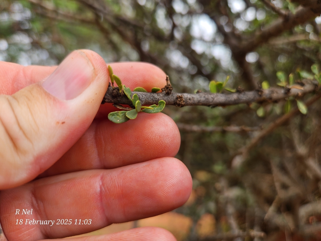 Ehretia alba; photograph (c) Ricus Nel, some rights reserved (CC BY)
