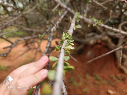 Image of Ehretia alba by (c) Ricus Nel, some rights reserved (CC BY)