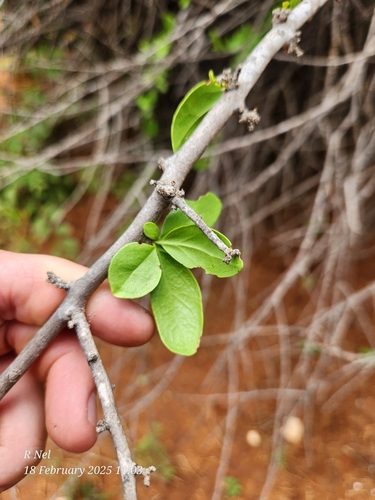 Image of Ehretia alba by (c) Ricus Nel, some rights reserved (CC BY)