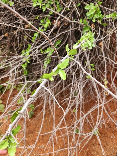 Image of Ehretia alba by (c) Ricus Nel, some rights reserved (CC BY)