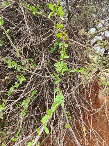 Image of Ehretia alba by (c) Ricus Nel, some rights reserved (CC BY)