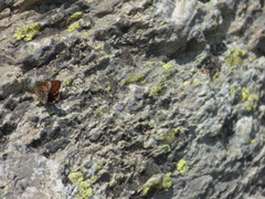 Erebia montanus