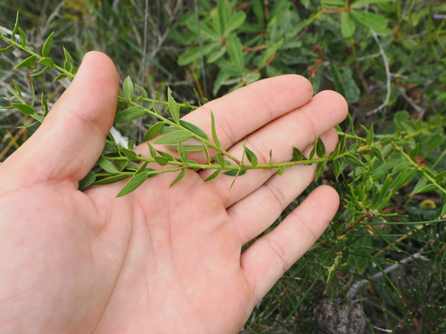 Image of Daviesia umbellulata by (c) Lucas Christofides, some rights reserved (CC BY)