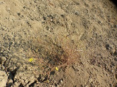 Benitoa occidentalis