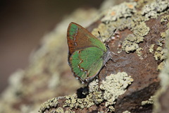 Callophrys affinis apama