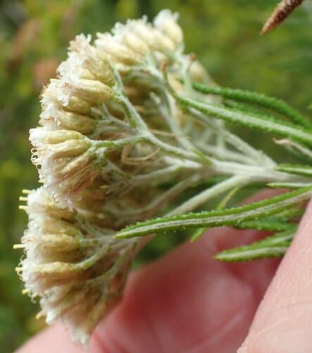 Ozothamnus rosmarinifolius, photograph 5