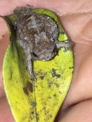 Breviceps carruthersi