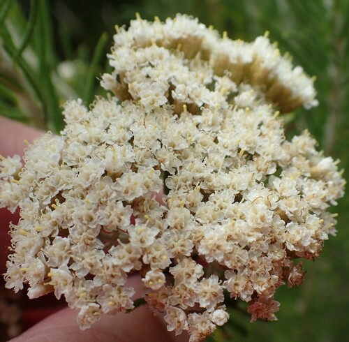 Ozothamnus rosmarinifolius, photograph 4
