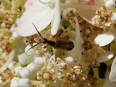 Chauliognathus marginatus