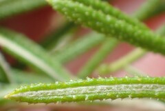 Ozothamnus rosmarinifolius