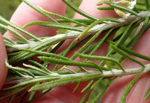 Ozothamnus rosmarinifolius, photograph 2