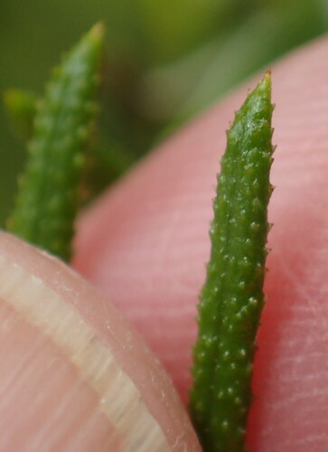 Ozothamnus rosmarinifolius, photograph 3