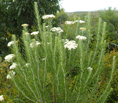 Ozothamnus rosmarinifolius (Ozothamnus rosmarinifolius)