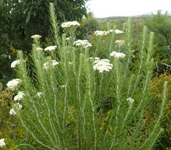 Ozothamnus rosmarinifolius, photograph author not stated, no rights reserved