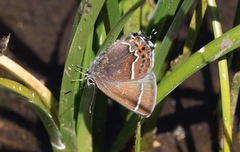 Callophrys spinetorum