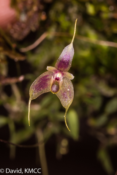 Bulbophyllum hapalanthos