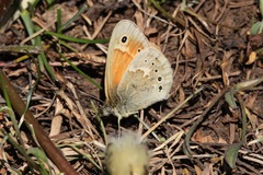 Coenonympha california subfusca