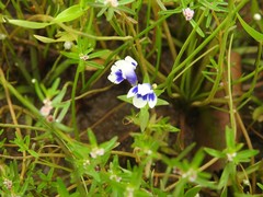 Lindernia hyssopioides