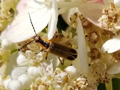 Chauliognathus marginatus