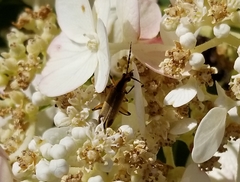 Chauliognathus marginatus