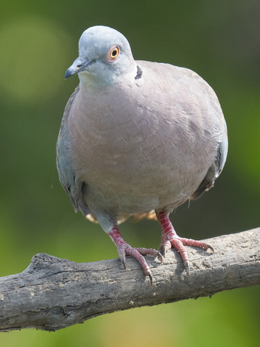 Brillentaube (Streptopelia decipiens)
