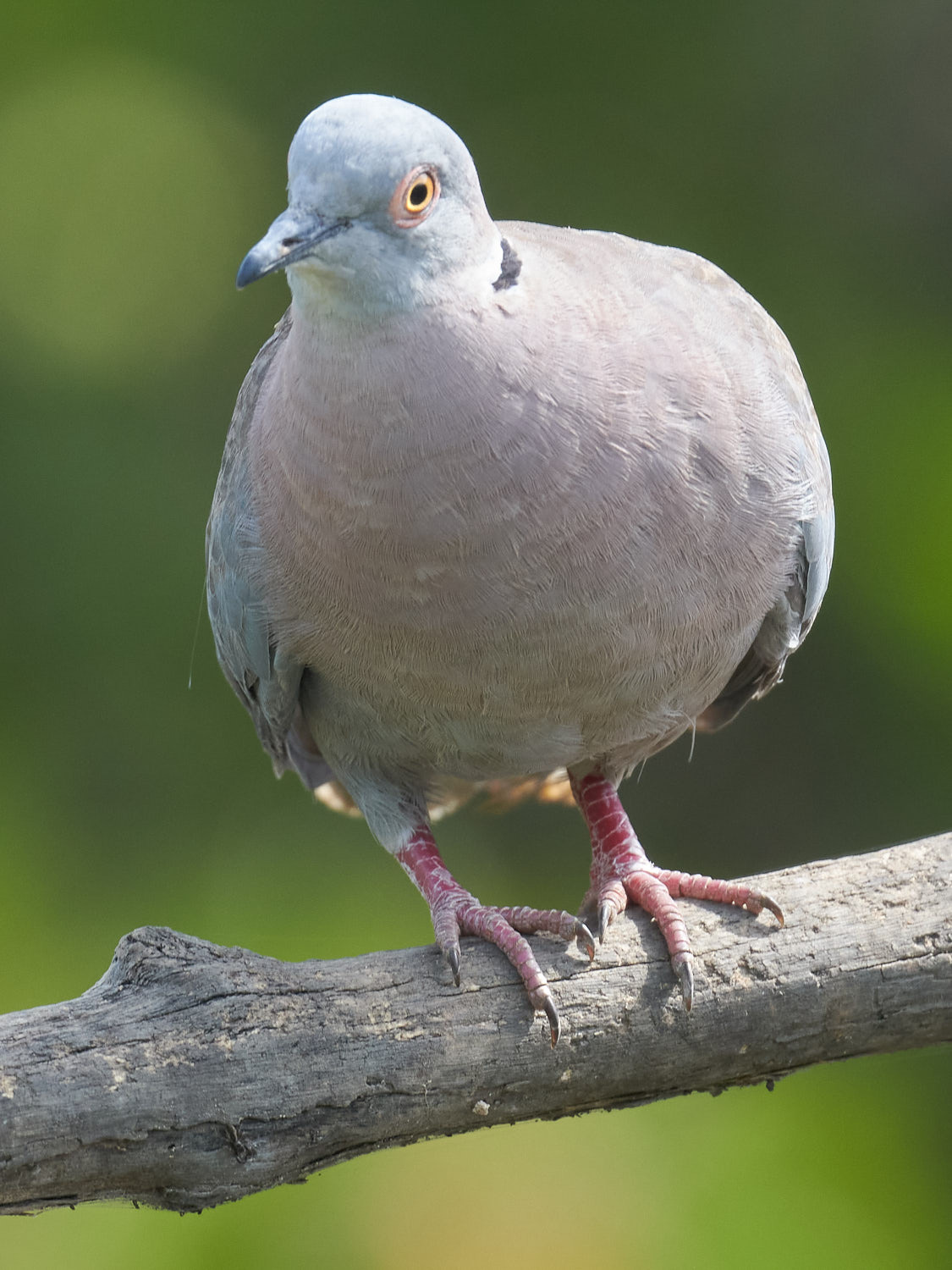 Mourning Collared Dove (Streptopelia decipiens)