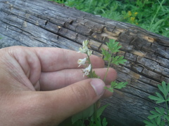 Corydalis sibirica