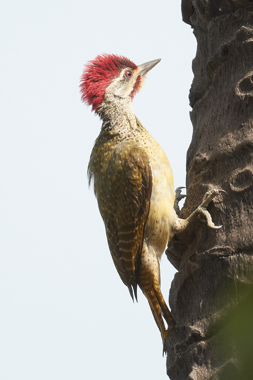 Fine-spotted Woodpecker (Campethera punctuligera), photo 4