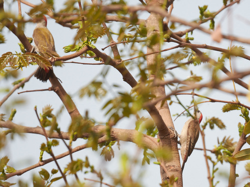 African Grey Woodpecker (Dendropicos goertae), photo 9