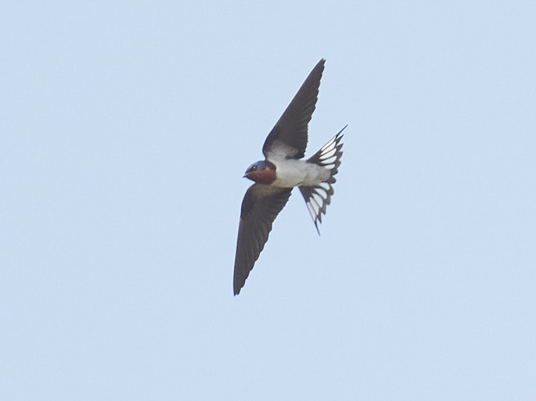 Red-chested Swallow (Hirundo lucida), photo 4