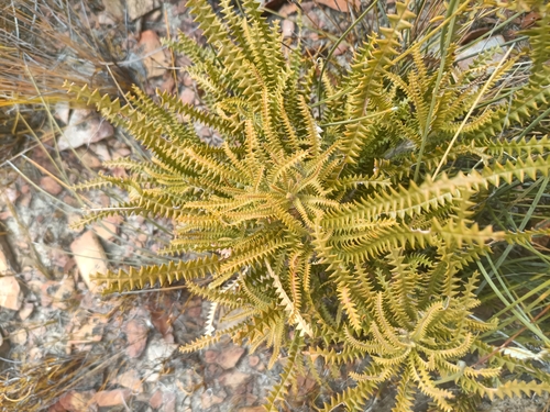 Image of Banksia nivea by (c) Em Lamond, some rights reserved (CC BY)