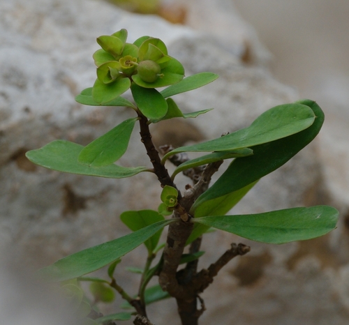 Euphorbia obcordata