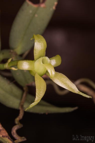 Lemurella pallidiflora