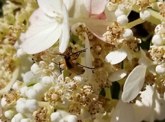 Chauliognathus marginatus