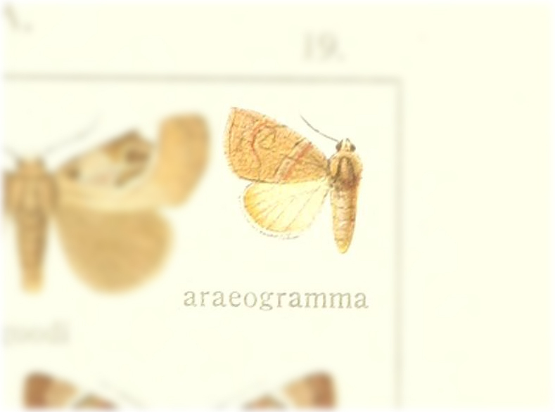 Westermannia araeogramma
