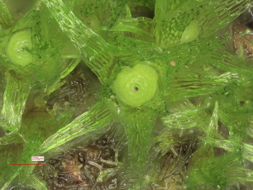 Millimetre Moss (Micromitrium tenerum)