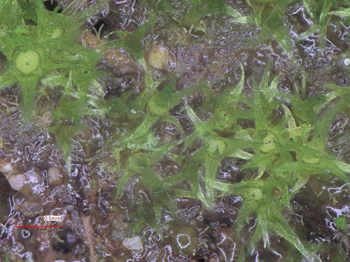 Image of Millimetre Moss by no rights reserved
