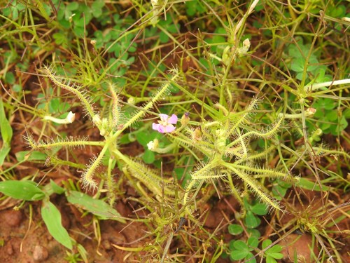 Drosera indica