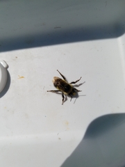 Bombus flavifrons