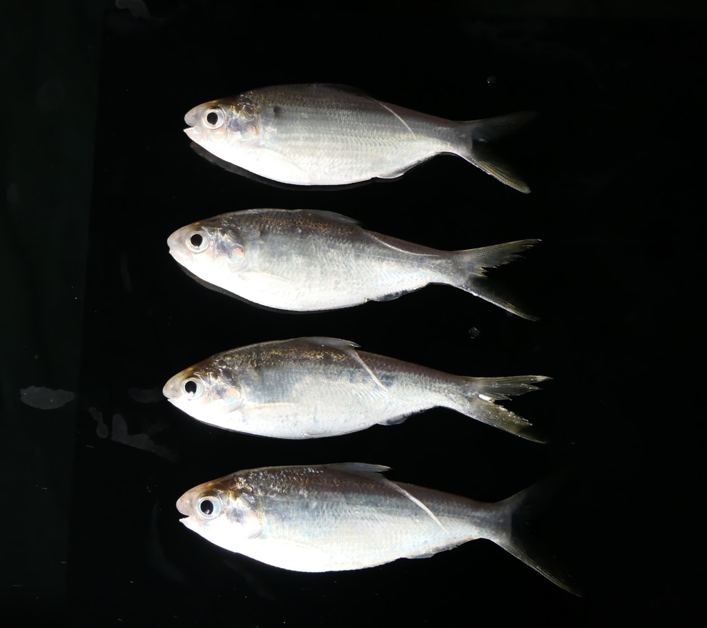 Bloch's gizzard shad (Nematalosa nasus) — Clupeidae