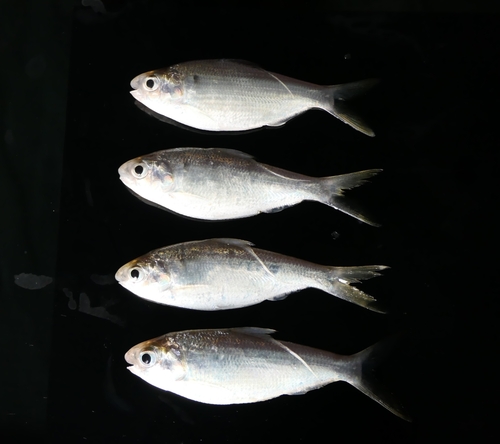 Bloch's gizzard shad (Nematalosa nasus) — Clupeidae