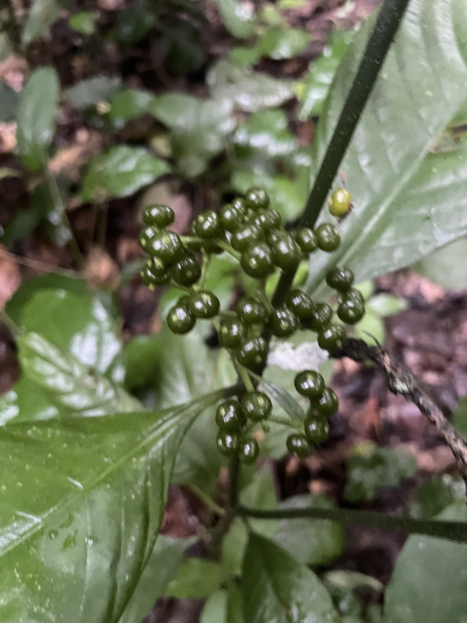 Imagem de Café-de-bugre