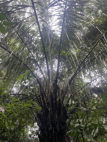 Foto de Babaçu