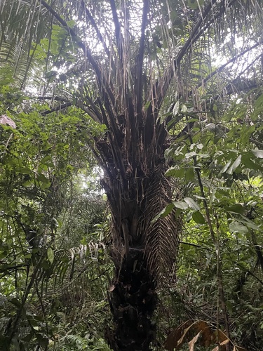 Foto de Babaçu