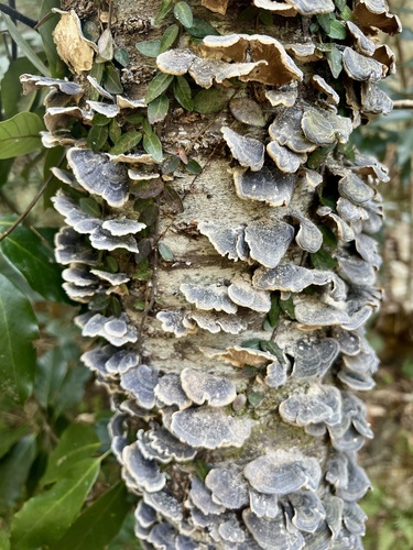 Trametes versicolor