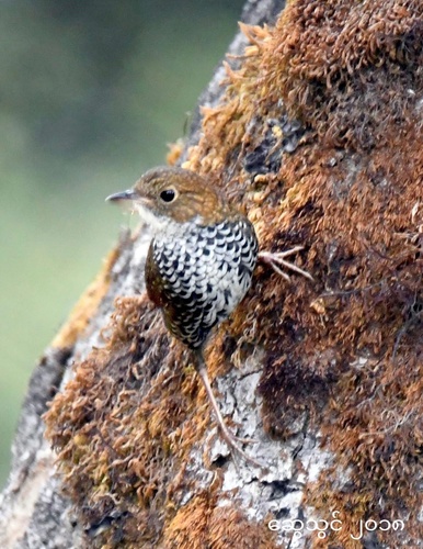 Scaly-breasted Cupwing