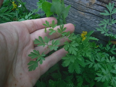 Corydalis sibirica