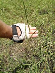 Paspalum floridanum