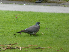 Columba palumbus