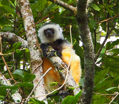 Propithecus diadema